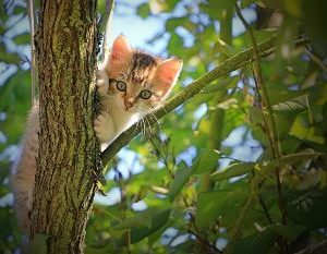 Kids Hoodie - Unisex - Cat In A Tree