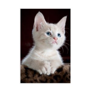 Standard Postcard - Kitty Cat - White