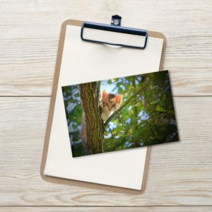 Standard Postcard - Cat In A Tree