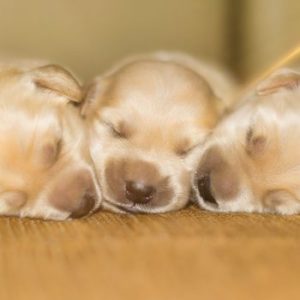 Newborn Pugs - iPhone Case