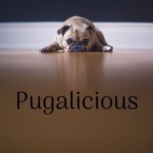 3/4 sleeve raglan shirt - Pugalicious