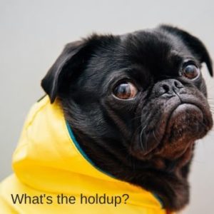 Pug - What's The Holdup? - T-Shirt