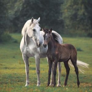 Horses - Mare & Foal | Kids T-Shirt